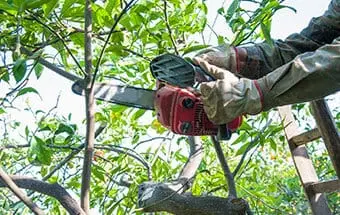 Pruning & Tree Care