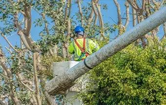 Tree Care Services in Williamson County IL