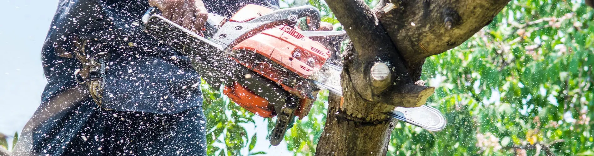 Tree Removal Services near Williamson County Illlinois