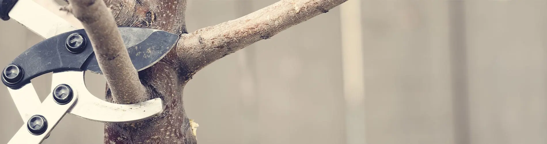 Tree Trimming and Pruning Services Williamson County IL