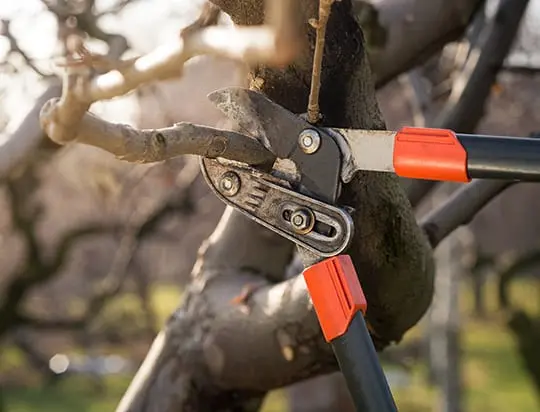 Tree Prunning Williamson County IL