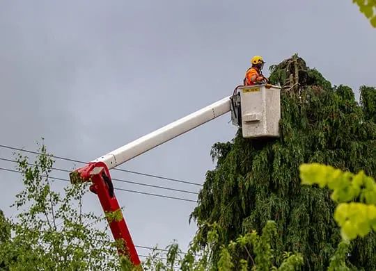 Roof and Powerline Cleaning Williamson County IL