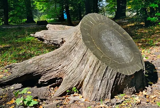 Uprooted Tree Stump Removal Williamson County IL