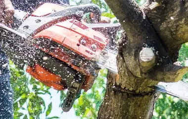 Tree Removal Services near Williamson County Illinois