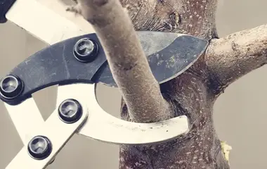 Tree Trimming and Pruning Services Williamson County IL