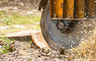 Stump Grinding Services near Williamson County IL